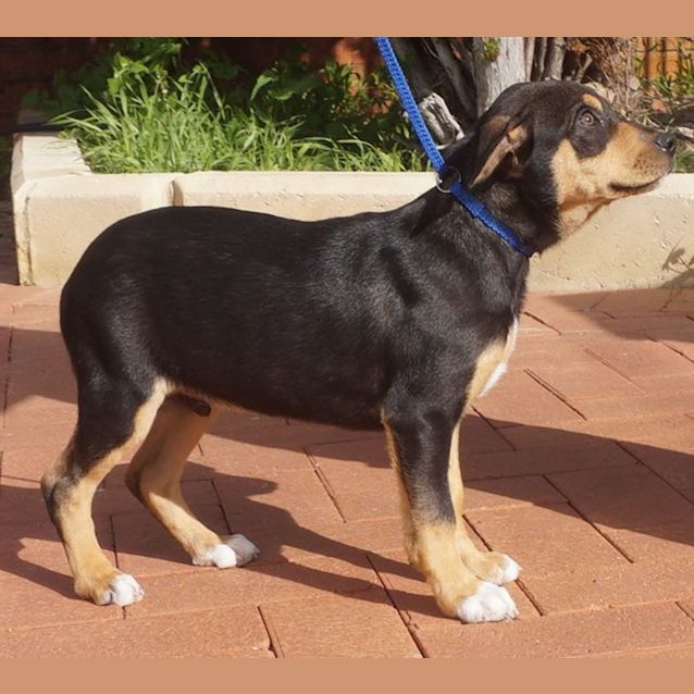 Photo of Oscar
