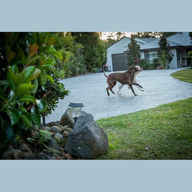 Photo of Nova ~ 5yr Old Staffy X Kelpie(on Trial 6/10/21)