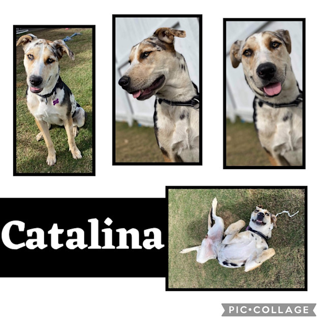Photo of Catalina