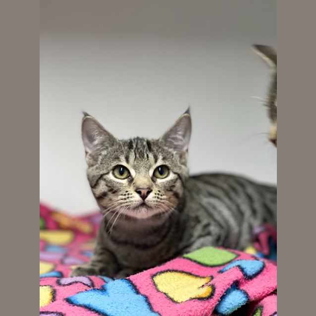 Photo of Timba