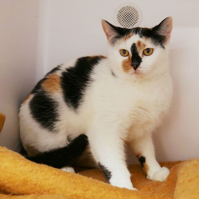 Photo of Alani Sta008666