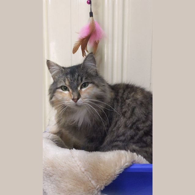 Photo of Shania Twain