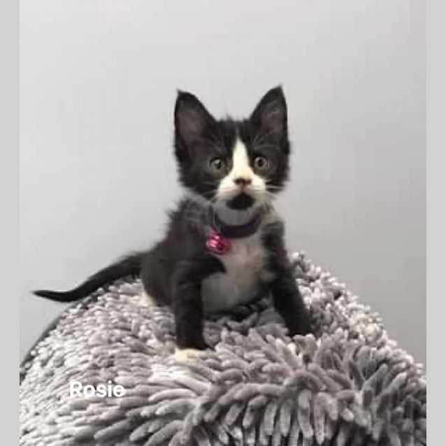 Photo of Rosie