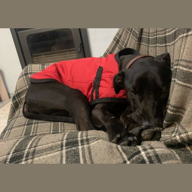 Photo of Dash