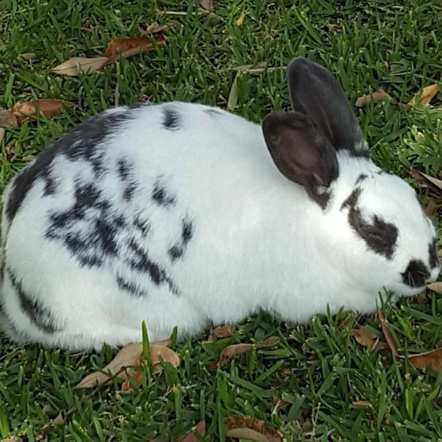 Photo of Rhea And Shadow