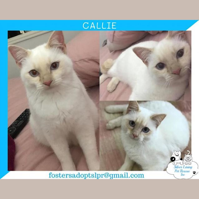 Photo of Callie
