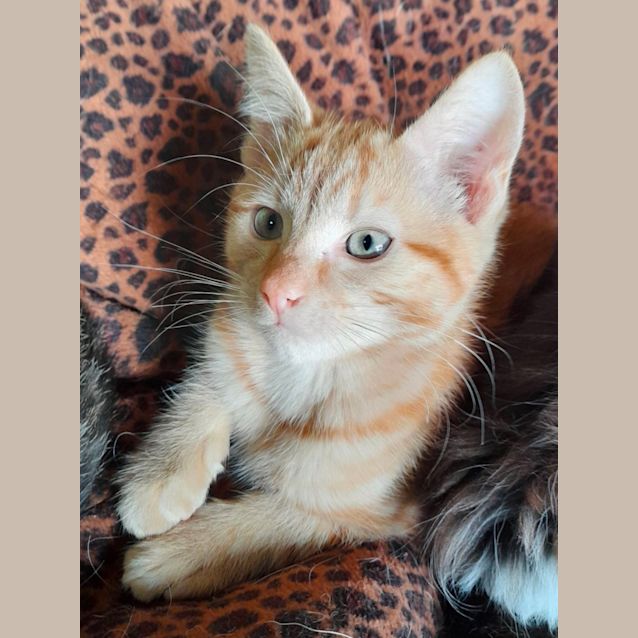 Photo of Patrick   Located In Preston 