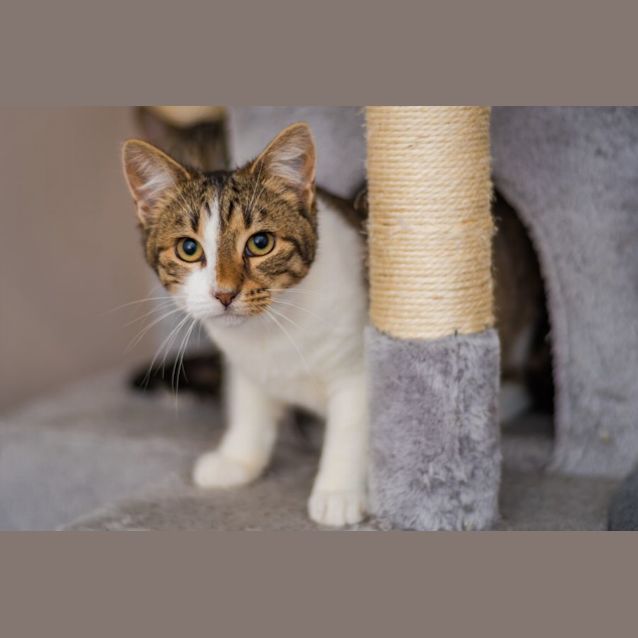 Photo of Inara
