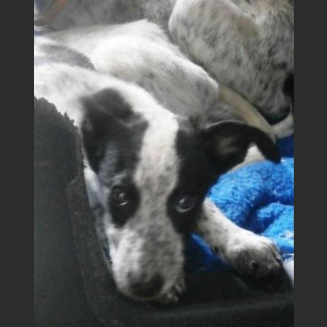 Photo of Smokey