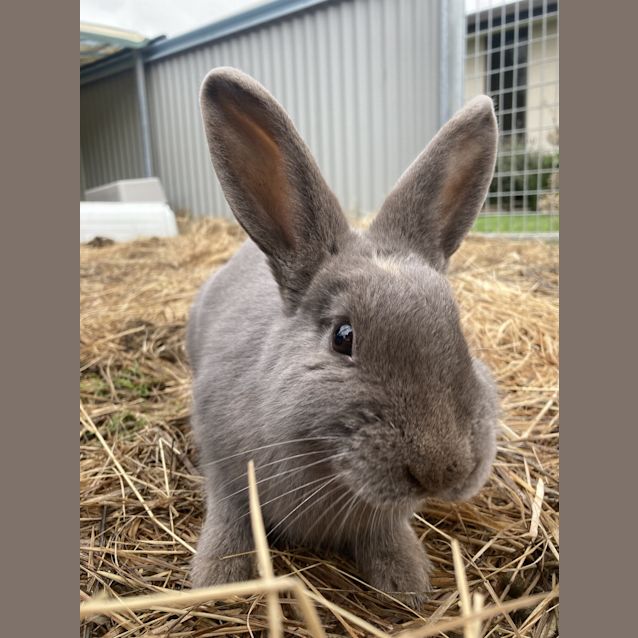 Photo of Pixie
