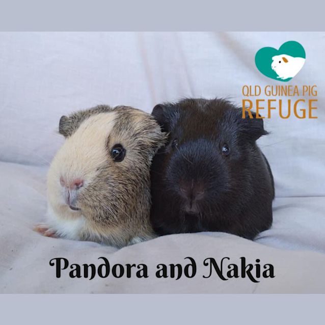 Photo of Pandora And Nakia