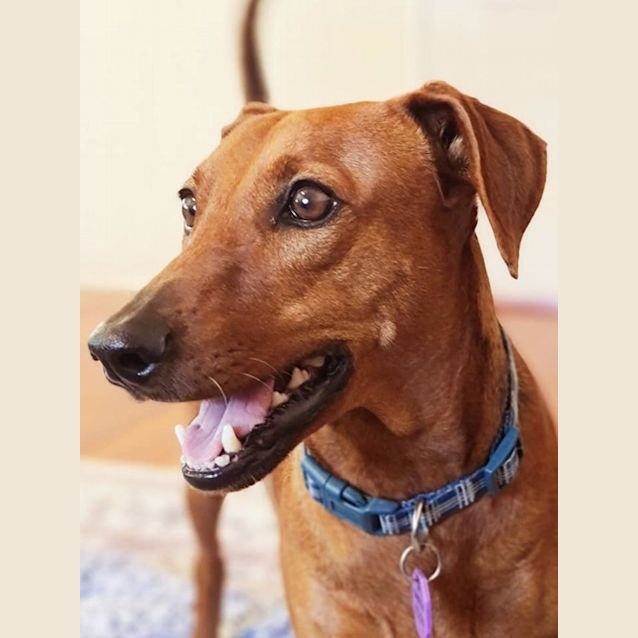 Photo of Scout