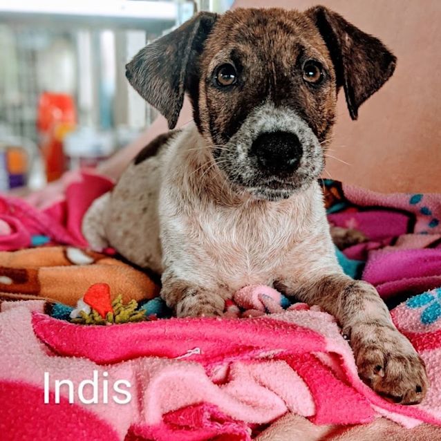 Photo of Indis