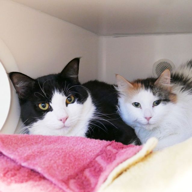 Photo of Lottie (15mths) & Salem (11mths)