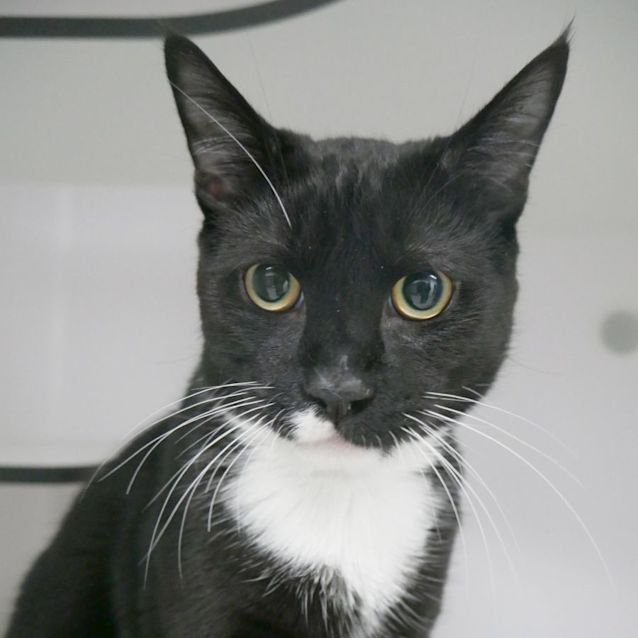 Photo of Reggie Suk008796