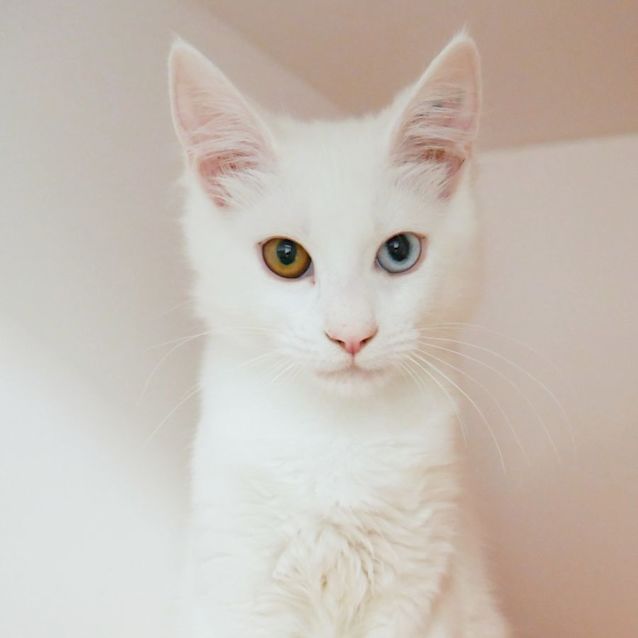 Photo of Binx Suk008794