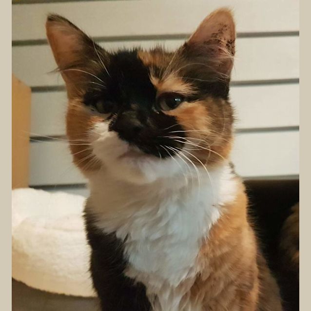 Photo of Trixie