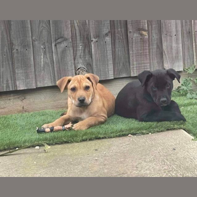 Photo of Kennie 🐕