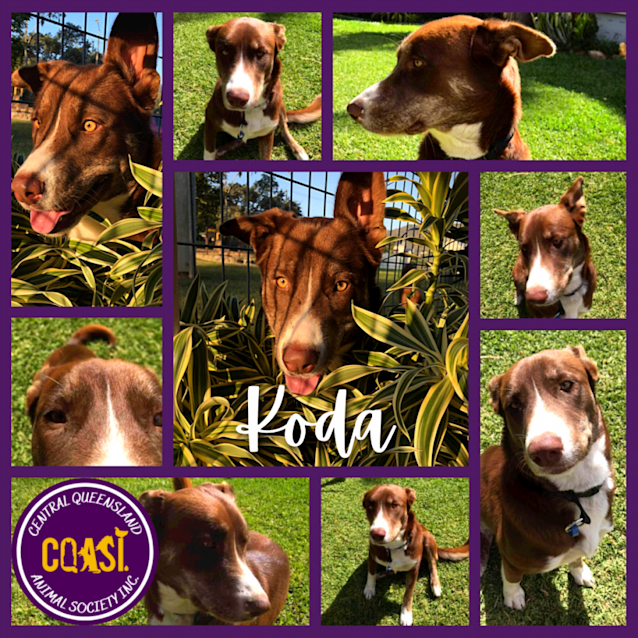 Photo of Koda
