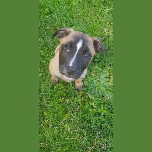 Photo of Custard