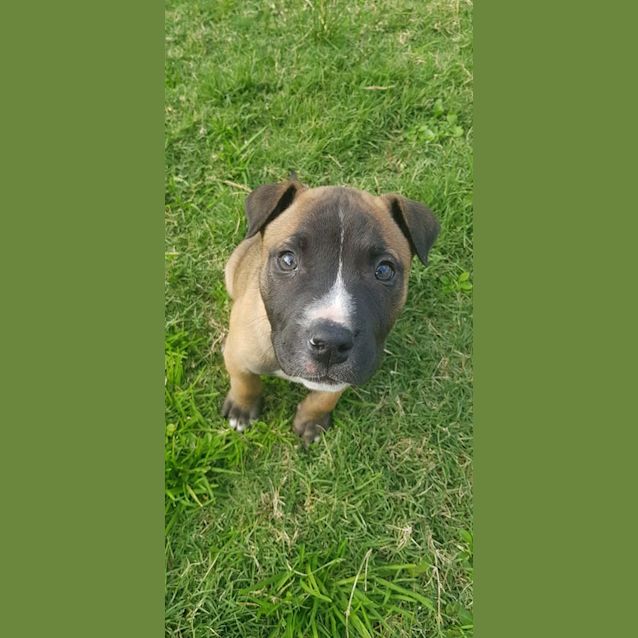 Photo of Mustard