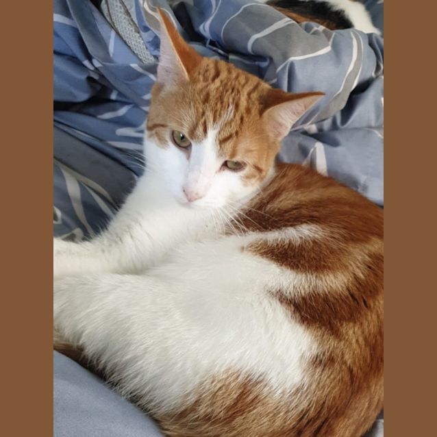 Photo of Cooter