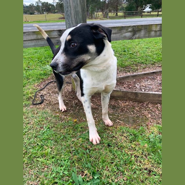 Photo of Cooper (On Adoption Trial)