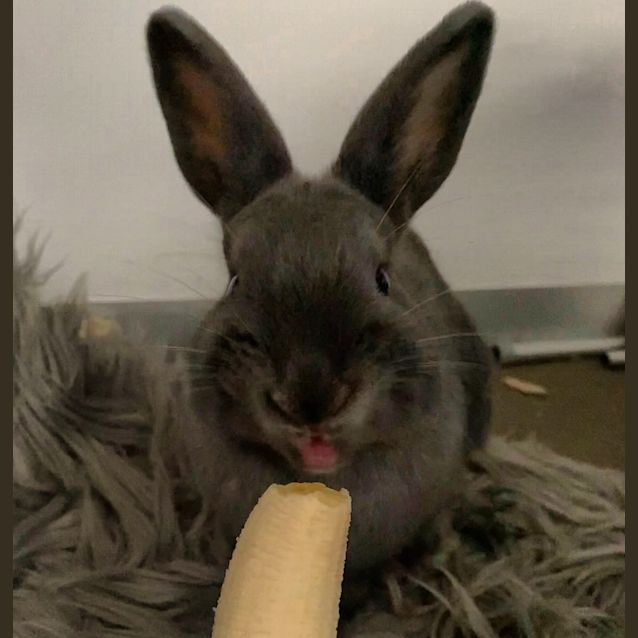 Photo of Maple ( Bonded To Honey )