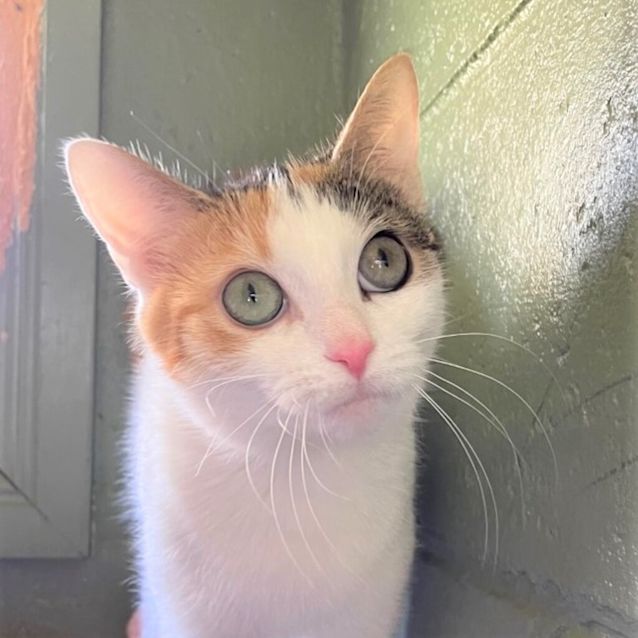 Photo of Muffin