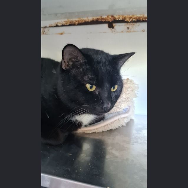 Photo of Jinx