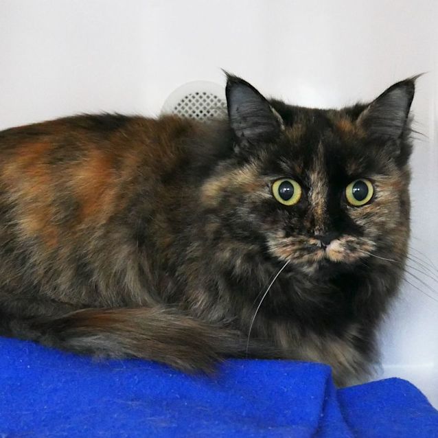 Photo of Alto Sua008763