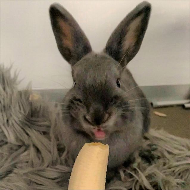 Photo of Honey ( Bonded To Maple)