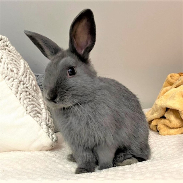 Photo of Honey ( Bonded To Maple)