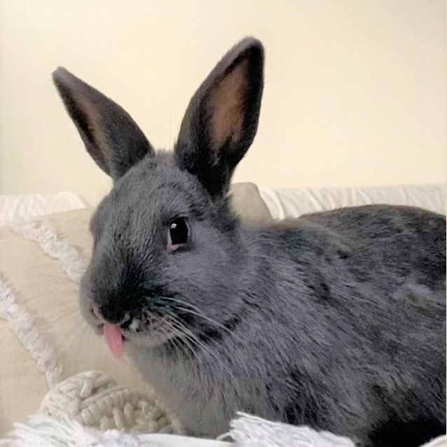 Photo of Honey ( Bonded To Maple)