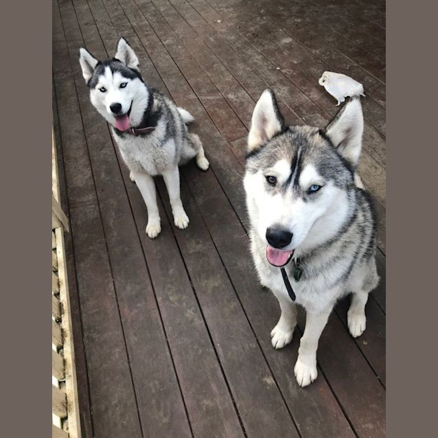 Photo of Loki & Lyla