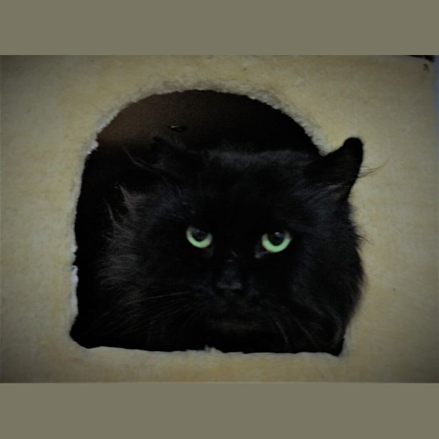Photo of Teddy