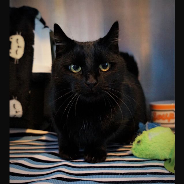Photo of Sootie