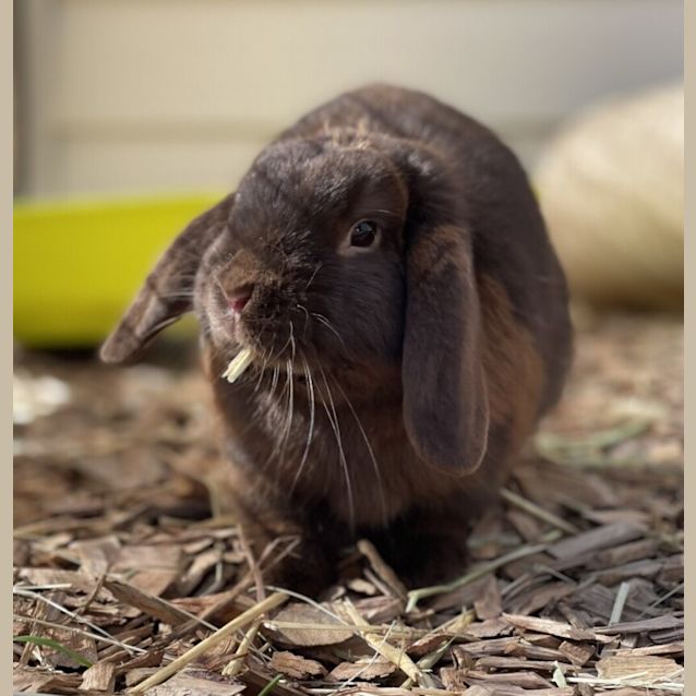 Photo of Cashmere