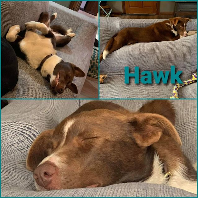 Photo of Hawk