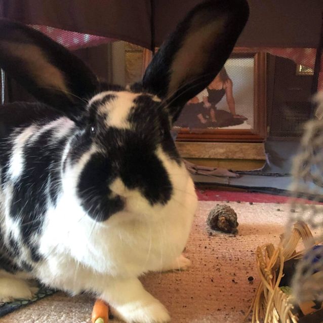 Photo of Sweet Pea And Missy Moo Girl