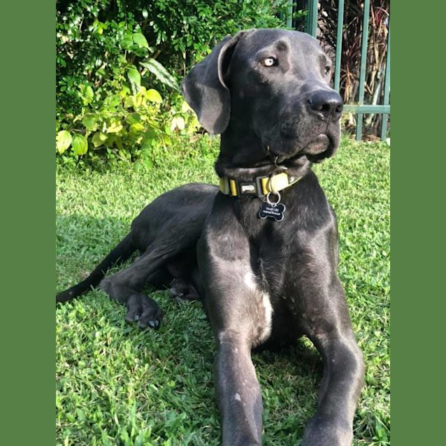 Photo of Moose