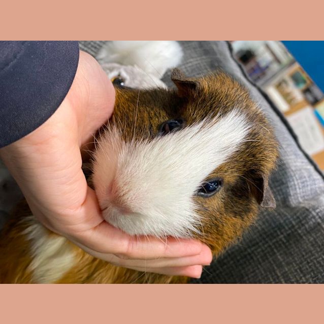 Photo of Squeakie The Cutest Piggie!