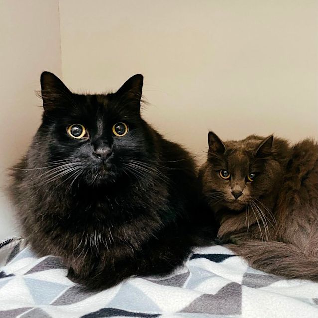 Photo of Jasper & Ripley