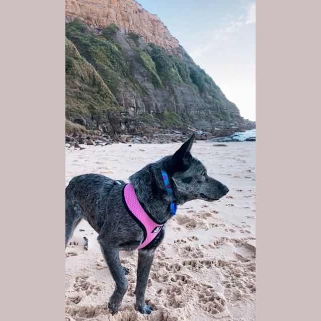 Photo of Tinker ~ 3yr Old Cattle Dog(on Trial 4/9/21)