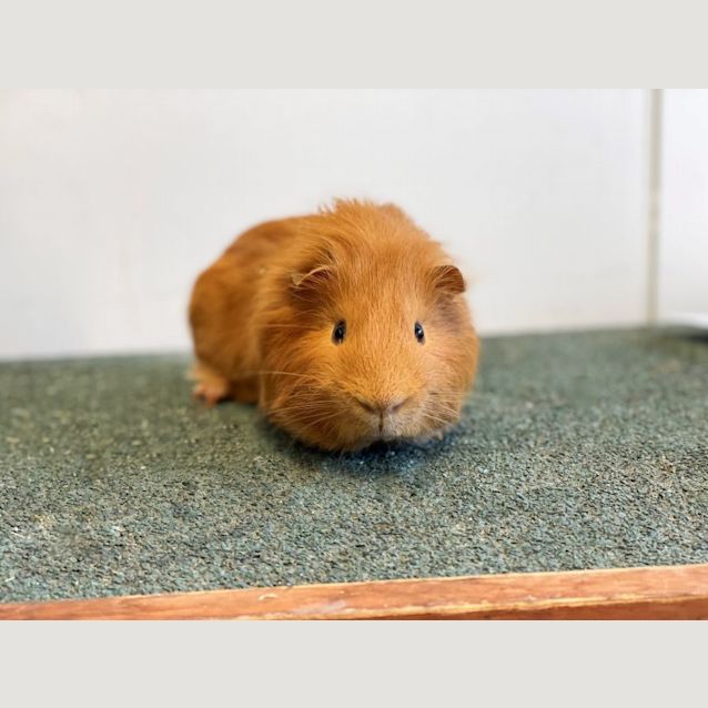 Photo of Colonel Mustard