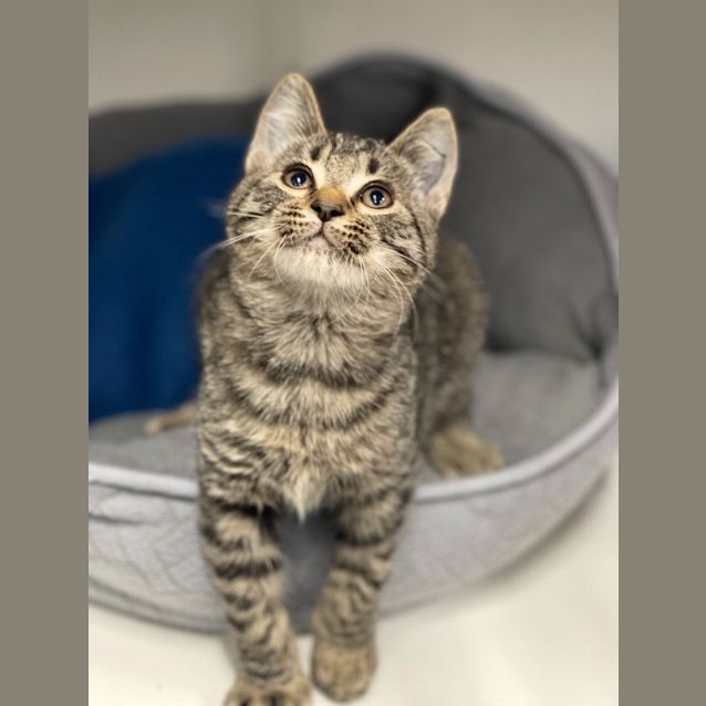 Photo of Rollo