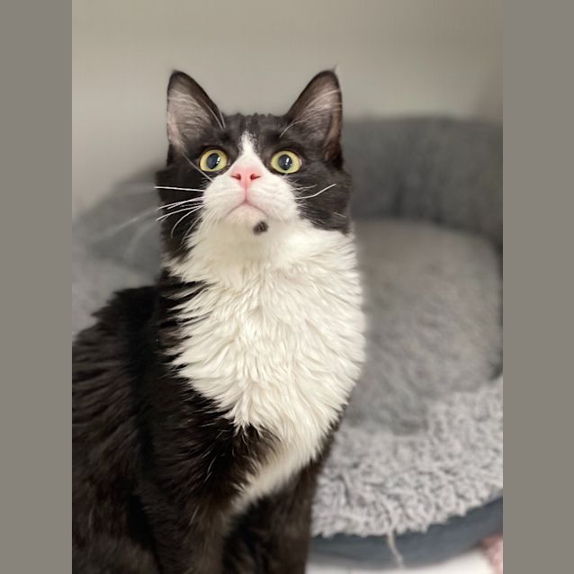 Photo of Snowflake