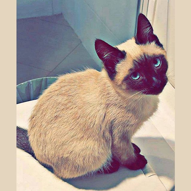 Photo of Waffles