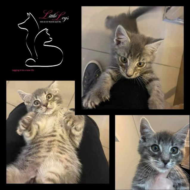 Photo of Prickly Pear