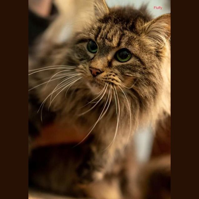 Photo of Fluffy3